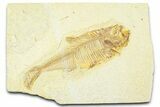 Bargain, Detailed Fossil Fish (Diplomystus) - Wyoming #369540-1